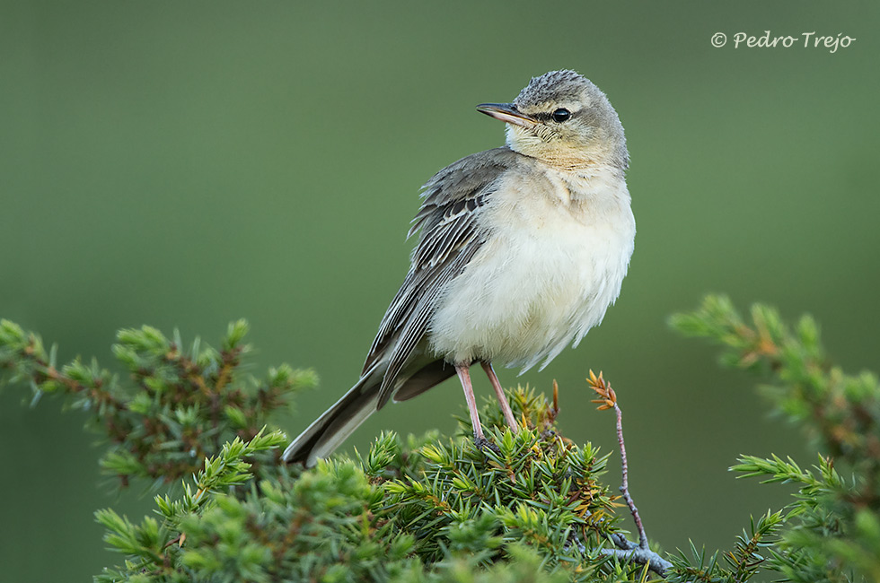 Bisbita campestre (Anthus campestris)